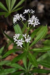 Waldmeister, Galium odoratum, Rubiaceae, Galium odoratum, Waldmeister, Pflanze mit Knospen Kauf von 00607_galium_odoratum_dsc_4006.jpg