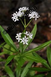 Waldmeister, Galium odoratum, Rubiaceae, Galium odoratum, Waldmeister, Pflanze mit Knospen Kauf von 00607_galium_odoratum_dsc_4007.jpg