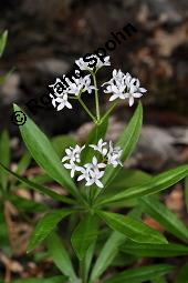 Waldmeister, Galium odoratum, Rubiaceae, Galium odoratum, Waldmeister, Pflanze mit Knospen Kauf von 00607_galium_odoratum_dsc_4008.jpg