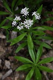 Waldmeister, Galium odoratum, Rubiaceae, Galium odoratum, Waldmeister, Pflanze mit Knospen Kauf von 00607_galium_odoratum_dsc_4009.jpg
