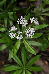 Waldmeister, Galium odoratum, Rubiaceae, Galium odoratum, Waldmeister, Pflanze mit Knospen Kauf von 00607_galium_odoratum_dsc_4010.jpg