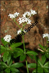 Waldmeister, Galium odoratum, Rubiaceae, Galium odoratum, Waldmeister, Pflanze mit Knospen Kauf von 00607galium_odoratumimg_1889.jpg