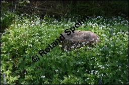 Waldmeister, Galium odoratum, Rubiaceae, Galium odoratum, Waldmeister, Pflanze mit Knospen Kauf von 00607galium_odoratumimg_2159.jpg