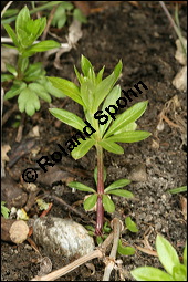 Waldmeister, Galium odoratum, Rubiaceae, Galium odoratum, Waldmeister, Pflanze mit Knospen Kauf von 00607galium_odoratumimg_5791.jpg