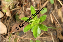 Waldmeister, Galium odoratum, Rubiaceae, Galium odoratum, Waldmeister, Pflanze mit Knospen Kauf von 00607galium_odoratumimg_6373.jpg