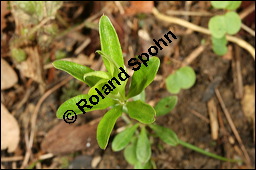 Waldmeister, Galium odoratum, Rubiaceae, Galium odoratum, Waldmeister, Pflanze mit Knospen Kauf von 00607galium_odoratumimg_6374.jpg