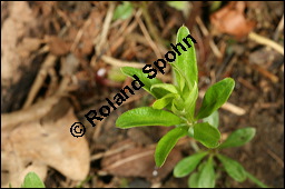 Waldmeister, Galium odoratum, Rubiaceae, Galium odoratum, Waldmeister, Pflanze mit Knospen Kauf von 00607galium_odoratumimg_6375.jpg