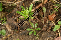 Waldmeister, Galium odoratum, Rubiaceae, Galium odoratum, Waldmeister, Pflanze mit Knospen Kauf von 00607galium_odoratumimg_6376.jpg