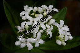Waldmeister, Galium odoratum, Rubiaceae, Galium odoratum, Waldmeister, Pflanze mit Knospen Kauf von 00607galium_odoratumimg_6681.jpg