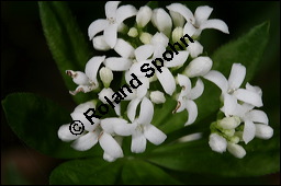 Waldmeister, Galium odoratum, Rubiaceae, Galium odoratum, Waldmeister, Pflanze mit Knospen Kauf von 00607galium_odoratumimg_6682.jpg