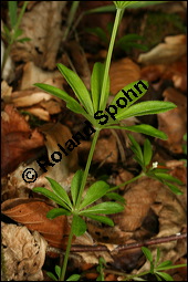 Waldmeister, Galium odoratum, Rubiaceae, Galium odoratum, Waldmeister, Pflanze mit Knospen Kauf von 00607galium_odoratumimg_7140.jpg