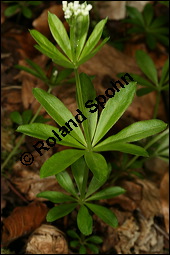 Waldmeister, Galium odoratum, Rubiaceae, Galium odoratum, Waldmeister, Pflanze mit Knospen Kauf von 00607galium_odoratumimg_7142.jpg