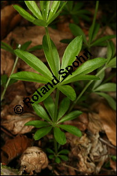 Waldmeister, Galium odoratum, Rubiaceae, Galium odoratum, Waldmeister, Pflanze mit Knospen Kauf von 00607galium_odoratumimg_7143.jpg