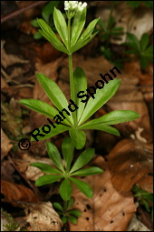 Waldmeister, Galium odoratum, Rubiaceae, Galium odoratum, Waldmeister, Pflanze mit Knospen Kauf von 00607galium_odoratumimg_7144.jpg