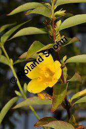 Giftjasmin, Gelber Jasmin, Gelsemium sempervirens, Apocynaceae, Gelsemium sempervirens, Gelber Jasmin, Gift-Jasmin, fruchtend Kauf von 00613_gelsemium_sempervirens_dsc_1582.jpg