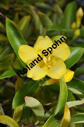 Giftjasmin, Gelber Jasmin, Gelsemium sempervirens, Apocynaceae, Gelsemium sempervirens, Gelber Jasmin, Gift-Jasmin, fruchtend Kauf von 00613_gelsemium_sempervirens_dsc_1583.jpg