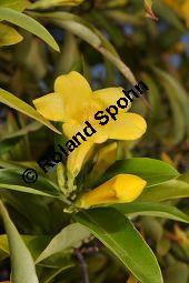 Giftjasmin, Gelber Jasmin, Gelsemium sempervirens, Apocynaceae, Gelsemium sempervirens, Gelber Jasmin, Gift-Jasmin, fruchtend Kauf von 00613_gelsemium_sempervirens_dsc_1584.jpg