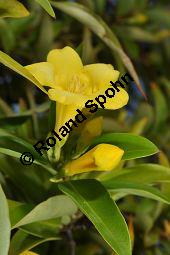 Giftjasmin, Gelber Jasmin, Gelsemium sempervirens, Apocynaceae, Gelsemium sempervirens, Gelber Jasmin, Gift-Jasmin, fruchtend Kauf von 00613_gelsemium_sempervirens_dsc_1585.jpg
