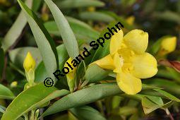 Giftjasmin, Gelber Jasmin, Gelsemium sempervirens, Apocynaceae, Gelsemium sempervirens, Gelber Jasmin, Gift-Jasmin, fruchtend Kauf von 00613_gelsemium_sempervirens_dsc_1586.jpg
