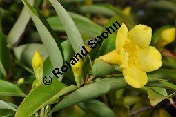 Giftjasmin, Gelber Jasmin, Gelsemium sempervirens, Apocynaceae, Gelsemium sempervirens, Gelber Jasmin, Gift-Jasmin, fruchtend Kauf von 00613_gelsemium_sempervirens_dsc_1587.jpg