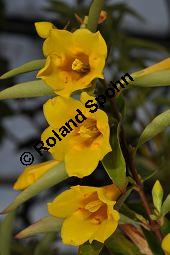 Giftjasmin, Gelber Jasmin, Gelsemium sempervirens, Apocynaceae, Gelsemium sempervirens, Gelber Jasmin, Gift-Jasmin, fruchtend Kauf von 00613_gelsemium_sempervirens_dsc_1588.jpg