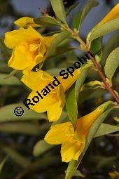 Giftjasmin, Gelber Jasmin, Gelsemium sempervirens, Apocynaceae, Gelsemium sempervirens, Gelber Jasmin, Gift-Jasmin, fruchtend Kauf von 00613_gelsemium_sempervirens_dsc_1589.jpg