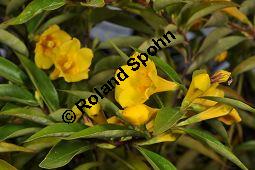 Giftjasmin, Gelber Jasmin, Gelsemium sempervirens, Apocynaceae, Gelsemium sempervirens, Gelber Jasmin, Gift-Jasmin, fruchtend Kauf von 00613_gelsemium_sempervirens_dsc_1590.jpg