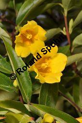 Giftjasmin, Gelber Jasmin, Gelsemium sempervirens, Apocynaceae, Gelsemium sempervirens, Gelber Jasmin, Gift-Jasmin, fruchtend Kauf von 00613_gelsemium_sempervirens_dsc_1592.jpg