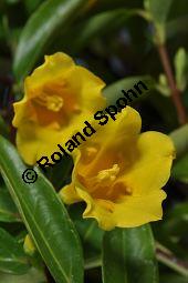 Giftjasmin, Gelber Jasmin, Gelsemium sempervirens, Apocynaceae, Gelsemium sempervirens, Gelber Jasmin, Gift-Jasmin, fruchtend Kauf von 00613_gelsemium_sempervirens_dsc_1593.jpg