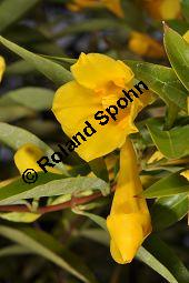 Giftjasmin, Gelber Jasmin, Gelsemium sempervirens, Apocynaceae, Gelsemium sempervirens, Gelber Jasmin, Gift-Jasmin, fruchtend Kauf von 00613_gelsemium_sempervirens_dsc_1595.jpg