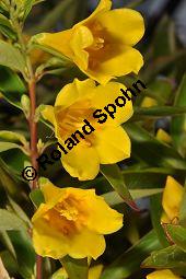 Giftjasmin, Gelber Jasmin, Gelsemium sempervirens, Apocynaceae, Gelsemium sempervirens, Gelber Jasmin, Gift-Jasmin, fruchtend Kauf von 00613_gelsemium_sempervirens_dsc_1597.jpg