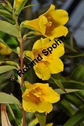 Giftjasmin, Gelber Jasmin, Gelsemium sempervirens, Apocynaceae, Gelsemium sempervirens, Gelber Jasmin, Gift-Jasmin, fruchtend Kauf von 00613_gelsemium_sempervirens_dsc_1598.jpg