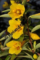 Giftjasmin, Gelber Jasmin, Gelsemium sempervirens, Apocynaceae, Gelsemium sempervirens, Gelber Jasmin, Gift-Jasmin, fruchtend Kauf von 00613_gelsemium_sempervirens_dsc_1599.jpg