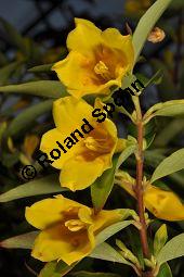 Giftjasmin, Gelber Jasmin, Gelsemium sempervirens, Apocynaceae, Gelsemium sempervirens, Gelber Jasmin, Gift-Jasmin, fruchtend Kauf von 00613_gelsemium_sempervirens_dsc_1600.jpg