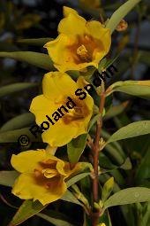 Giftjasmin, Gelber Jasmin, Gelsemium sempervirens, Apocynaceae, Gelsemium sempervirens, Gelber Jasmin, Gift-Jasmin, fruchtend Kauf von 00613_gelsemium_sempervirens_dsc_1601.jpg