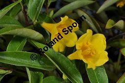 Giftjasmin, Gelber Jasmin, Gelsemium sempervirens, Apocynaceae, Gelsemium sempervirens, Gelber Jasmin, Gift-Jasmin, fruchtend Kauf von 00613_gelsemium_sempervirens_dsc_1602.jpg