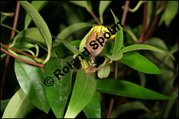 Giftjasmin, Gelber Jasmin, Gelsemium sempervirens, Apocynaceae, Gelsemium sempervirens, Gelber Jasmin, Gift-Jasmin, fruchtend Kauf von 00613gelsemium_sempervirensimg_7714.jpg