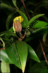 Giftjasmin, Gelber Jasmin, Gelsemium sempervirens, Apocynaceae, Gelsemium sempervirens, Gelber Jasmin, Gift-Jasmin, fruchtend Kauf von 00613gelsemium_sempervirensimg_7715.jpg