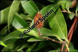 Giftjasmin, Gelber Jasmin, Gelsemium sempervirens, Apocynaceae, Gelsemium sempervirens, Gelber Jasmin, Gift-Jasmin, fruchtend Kauf von 00613gelsemium_sempervirensimg_7716.jpg