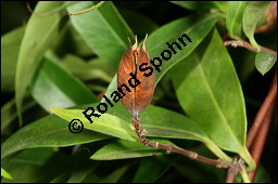 Giftjasmin, Gelber Jasmin, Gelsemium sempervirens, Apocynaceae, Gelsemium sempervirens, Gelber Jasmin, Gift-Jasmin, fruchtend Kauf von 00613gelsemium_sempervirensimg_7717.jpg