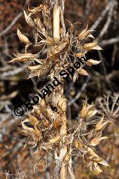 Gelber Enzian, Gentiana lutea, Gentianaceae, Gentiana lutea, Gelber Enzian, Habitus fruchtend Kauf von 00615_gentiana_lutea_dsc_1110.jpg