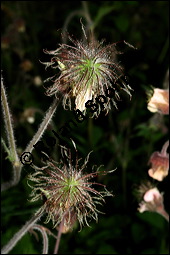 Bach-Nelkenwurz, Geum rivale, Rosaceae, Geum rivale, Bach-Nelkenwurz, Habitus blühend Kauf von 00618geum_rivaleimg_2037.jpg