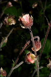 Bach-Nelkenwurz, Geum rivale, Rosaceae, Geum rivale, Bach-Nelkenwurz, Habitus blühend Kauf von 00618geum_rivaleimg_2038.jpg