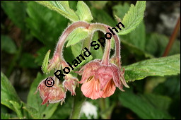 Bach-Nelkenwurz, Geum rivale, Rosaceae, Geum rivale, Bach-Nelkenwurz, Habitus blühend Kauf von 00618geum_rivaleimg_6808.jpg