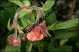 Bach-Nelkenwurz, Geum rivale, Rosaceae, Geum rivale, Bach-Nelkenwurz, Habitus blühend Kauf von 00618geum_rivaleimg_6809.jpg