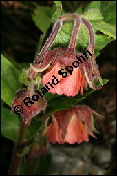 Bach-Nelkenwurz, Geum rivale, Rosaceae, Geum rivale, Bach-Nelkenwurz, Habitus blühend Kauf von 00618geum_rivaleimg_6810.jpg