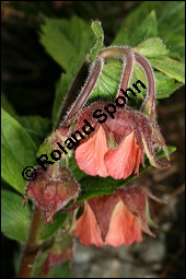 Bach-Nelkenwurz, Geum rivale, Rosaceae, Geum rivale, Bach-Nelkenwurz, Habitus blühend Kauf von 00618geum_rivaleimg_6811.jpg