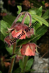 Bach-Nelkenwurz, Geum rivale, Rosaceae, Geum rivale, Bach-Nelkenwurz, Habitus blühend Kauf von 00618geum_rivaleimg_6812.jpg