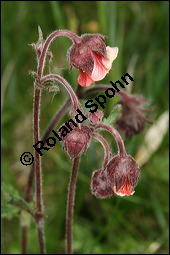 Bach-Nelkenwurz, Geum rivale, Rosaceae, Geum rivale, Bach-Nelkenwurz, Habitus blühend Kauf von 00618geum_rivaleimg_7098.jpg