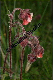 Bach-Nelkenwurz, Geum rivale, Rosaceae, Geum rivale, Bach-Nelkenwurz, Habitus blühend Kauf von 00618geum_rivaleimg_7099.jpg